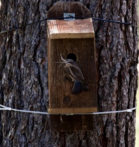 Blue Bird house 1