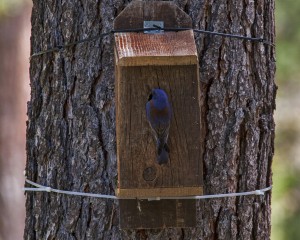 Blue Bird house 3