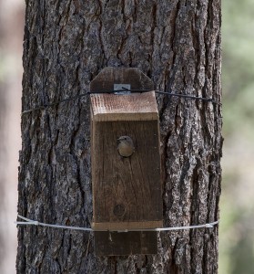 Blue Bird house 4