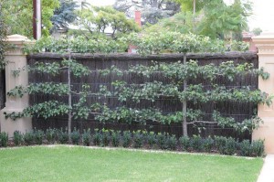 espalier 2