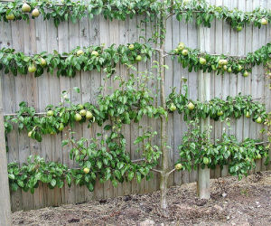 espalier 3