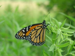 Monarch butterfly