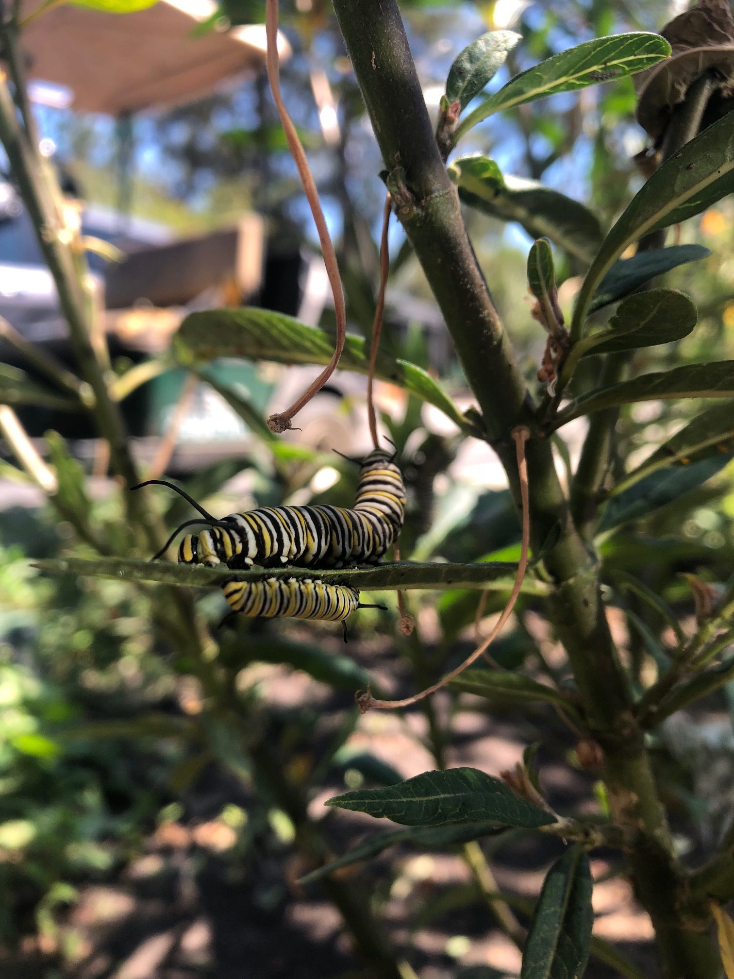 Butterflies, Caterpillars And Chrysalis Oh My…. – Pine Cove Water District