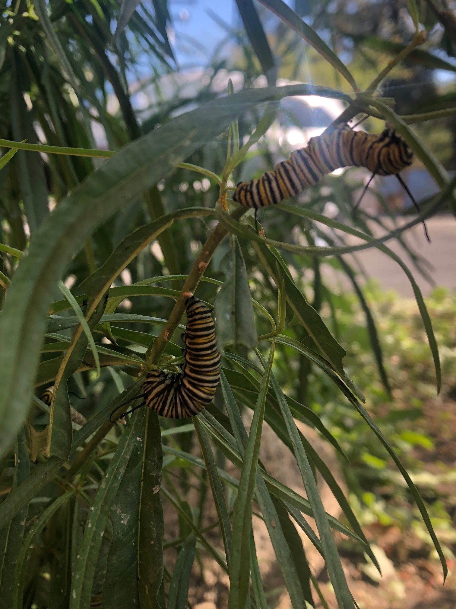 Butterflies, Caterpillars and Chrysalis oh my…. – Pine Cove Water District